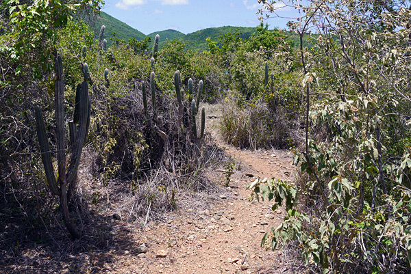 Cactus on the Trail