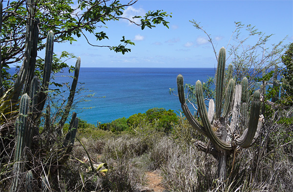 Caribbean Cactus