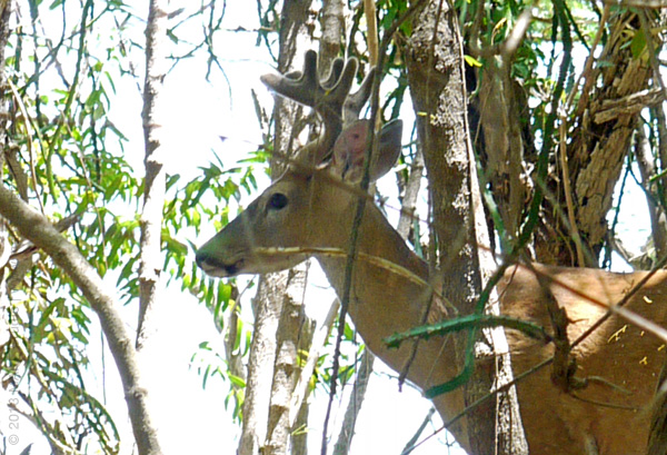 islandcottage2_2013_327_deer2_sm