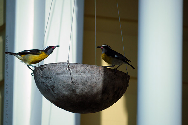 islandcottage2_2013_366_cottagebirds1_sm