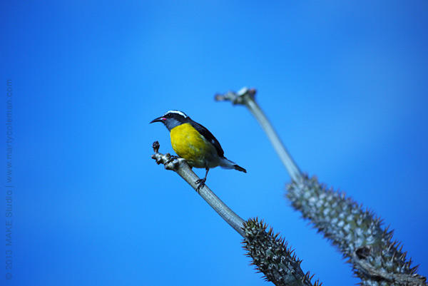 islandcottage2_2013_368_cottagebirds2_sm