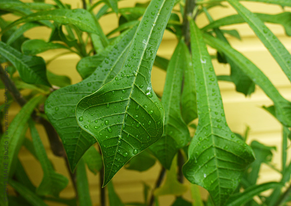Rain