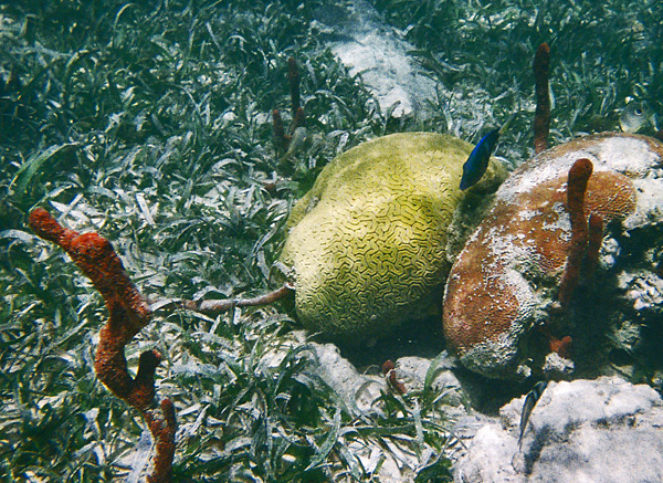 underwater5_sm