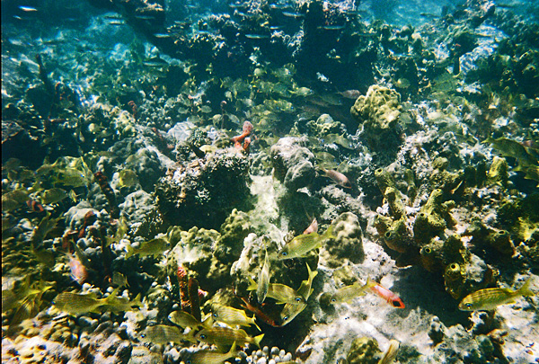 underwater6_sm